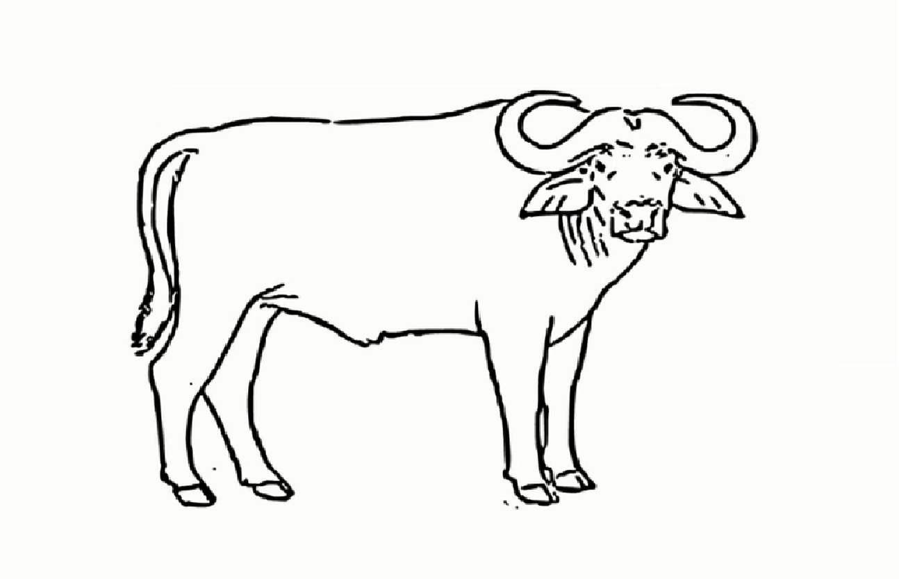 Buffalo Drawing Images