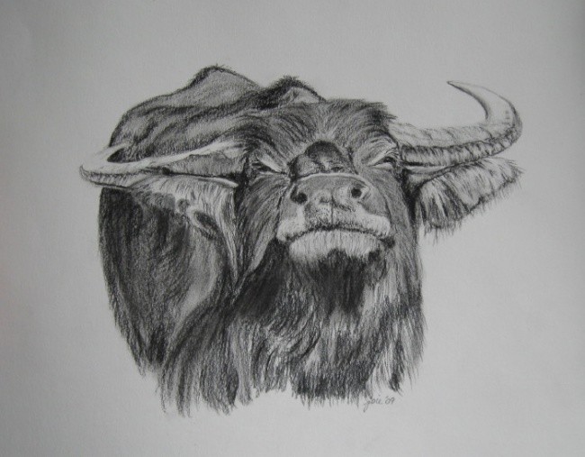 Buffalo Drawing Photo