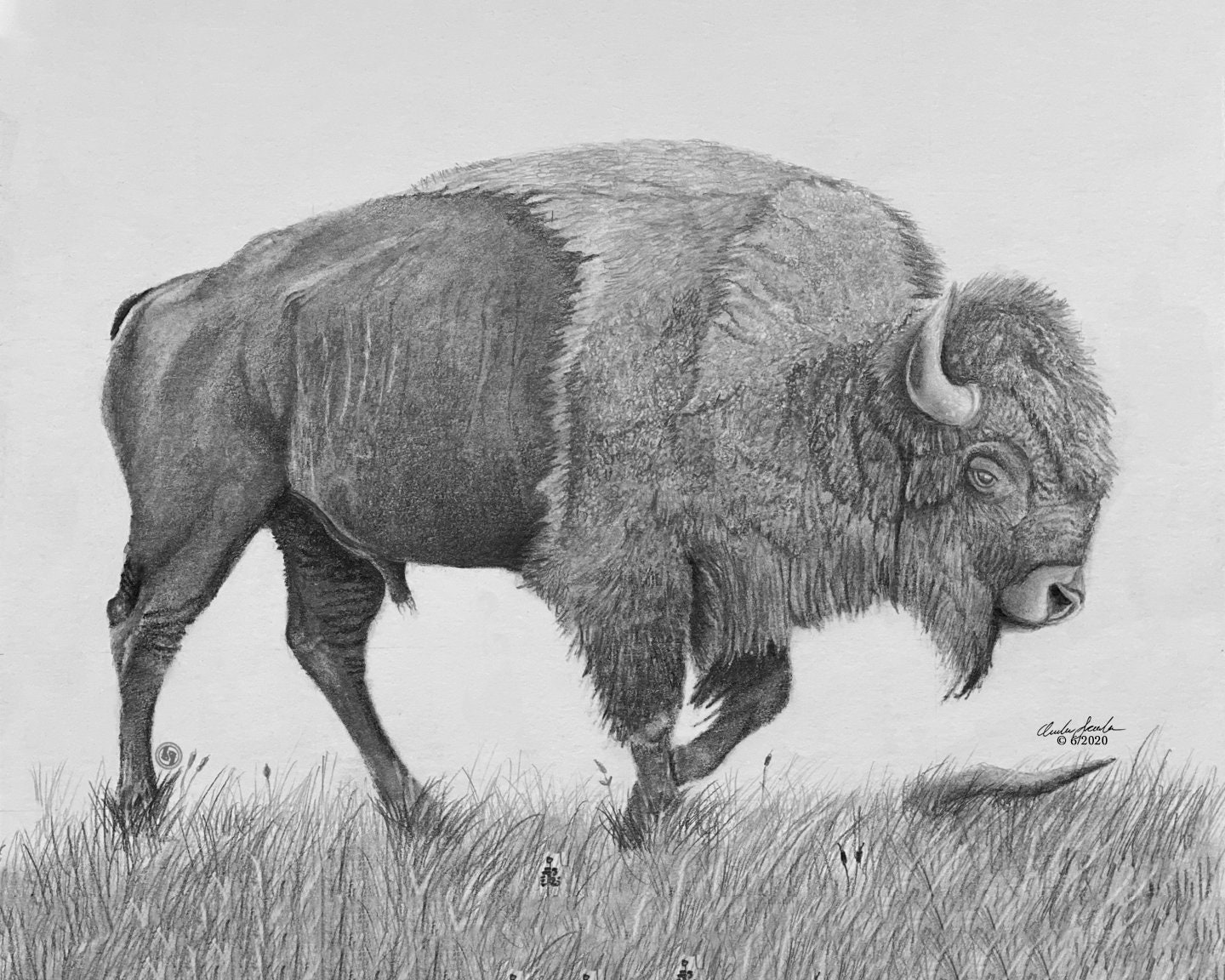 Buffalo Drawing Pic