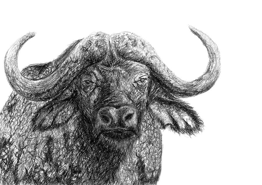 Buffalo Drawing Pics
