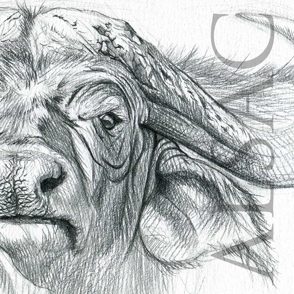 Buffalo Drawing Pictures