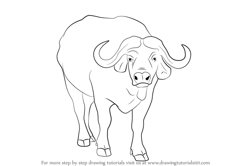 Buffalo Drawing Sketch