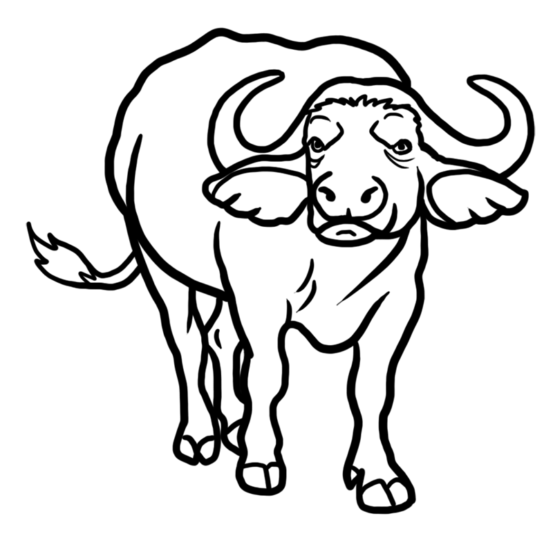 Buffalo Drawing