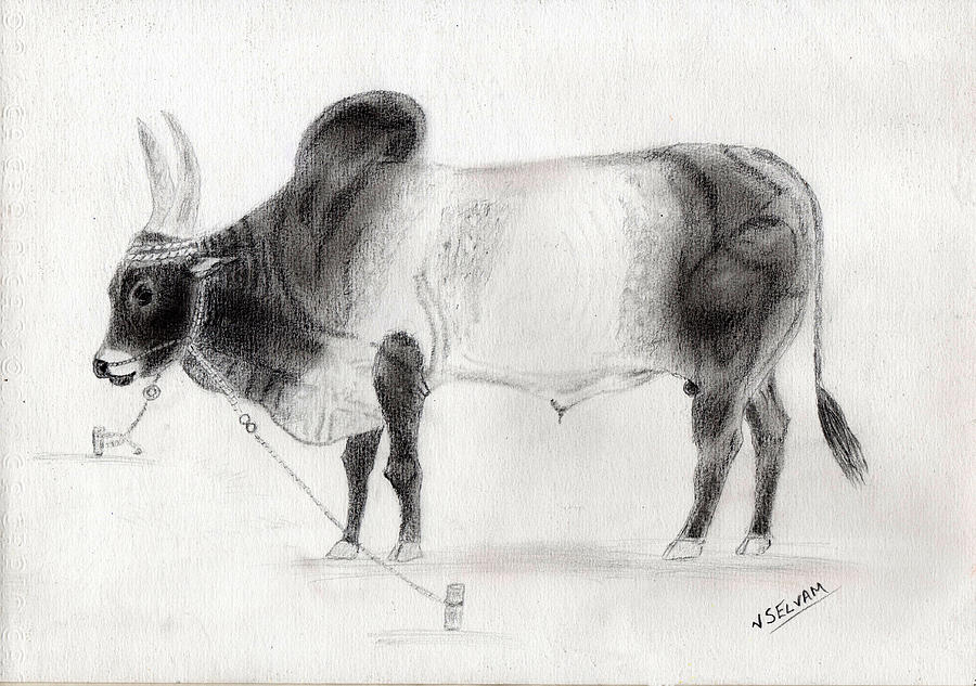 Bull Drawing Pic