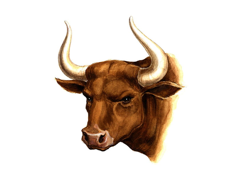 Bull Drawing Picture