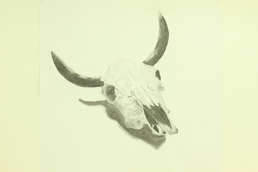 Bull Skull Drawing Creative Art