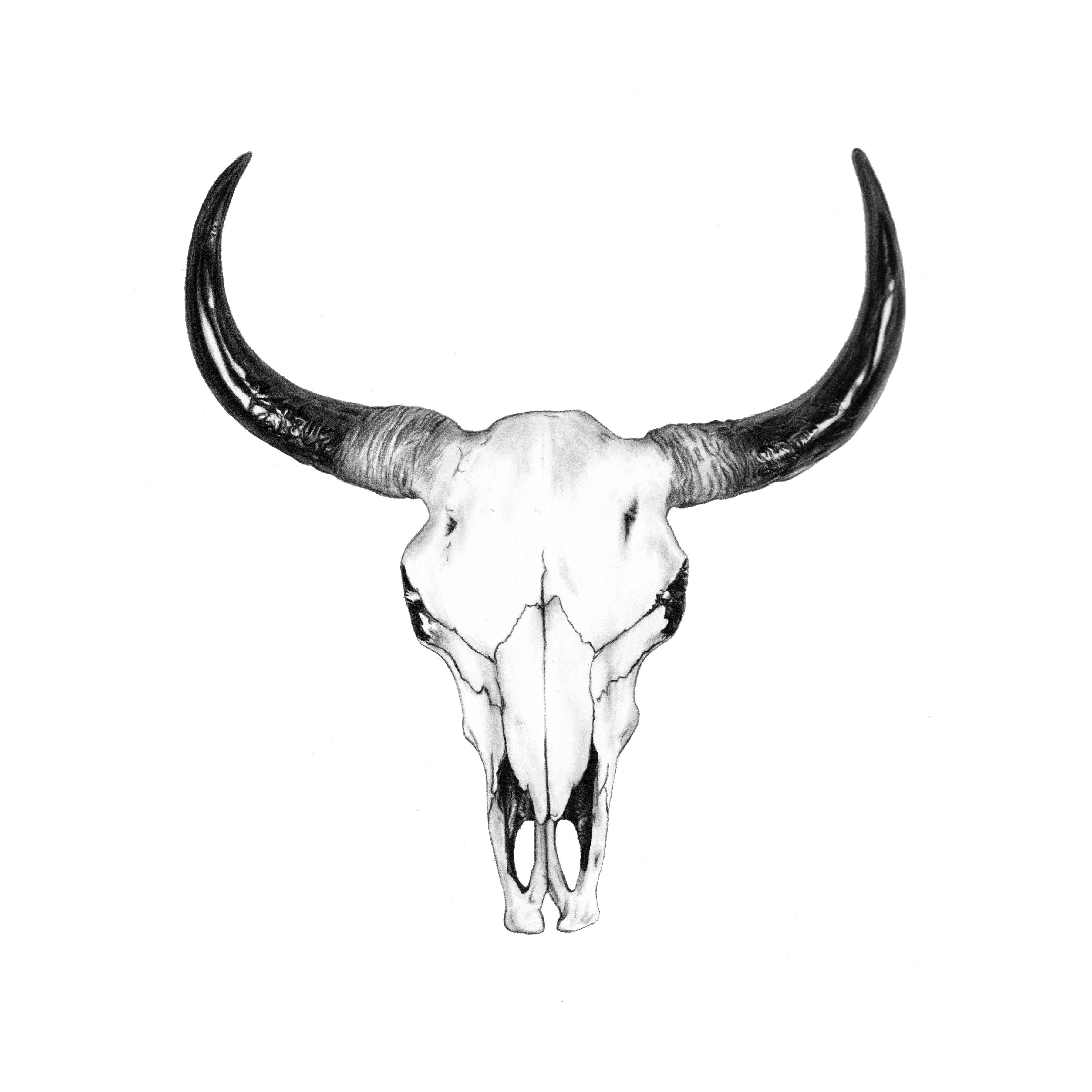 Bull Skull Drawing Realistic