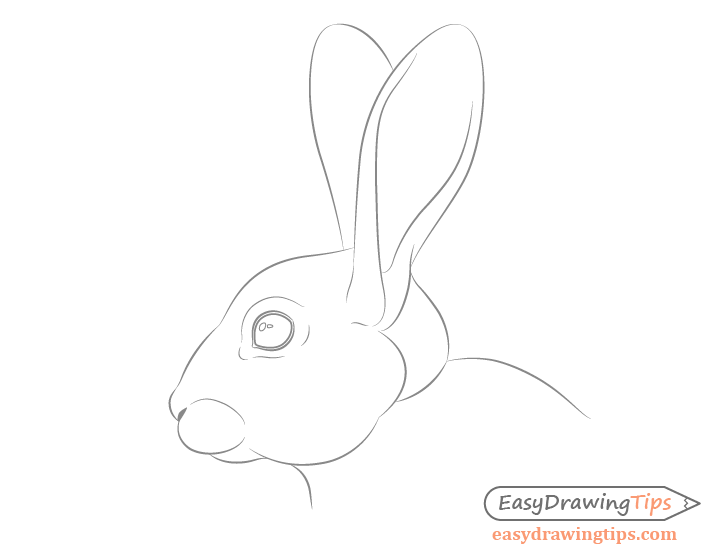 Bunny Face Drawing Pic