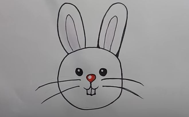 Bunny Face Drawing Realistic