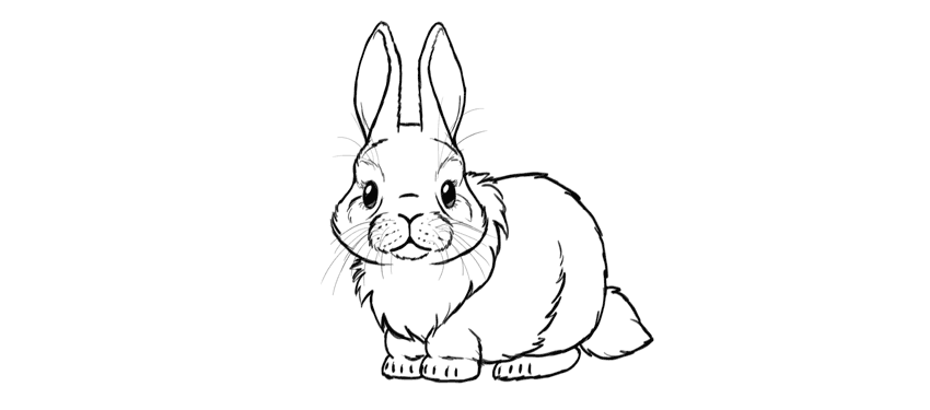 Bunny Rabbit Art Drawing