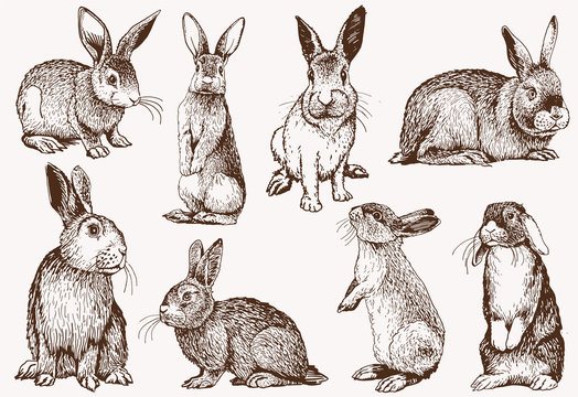Bunny Rabbit Drawing Amazing