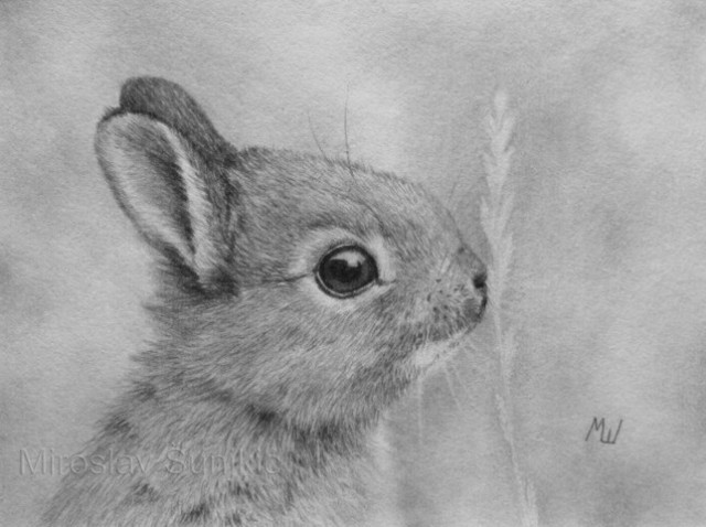 Bunny Rabbit Drawing Art