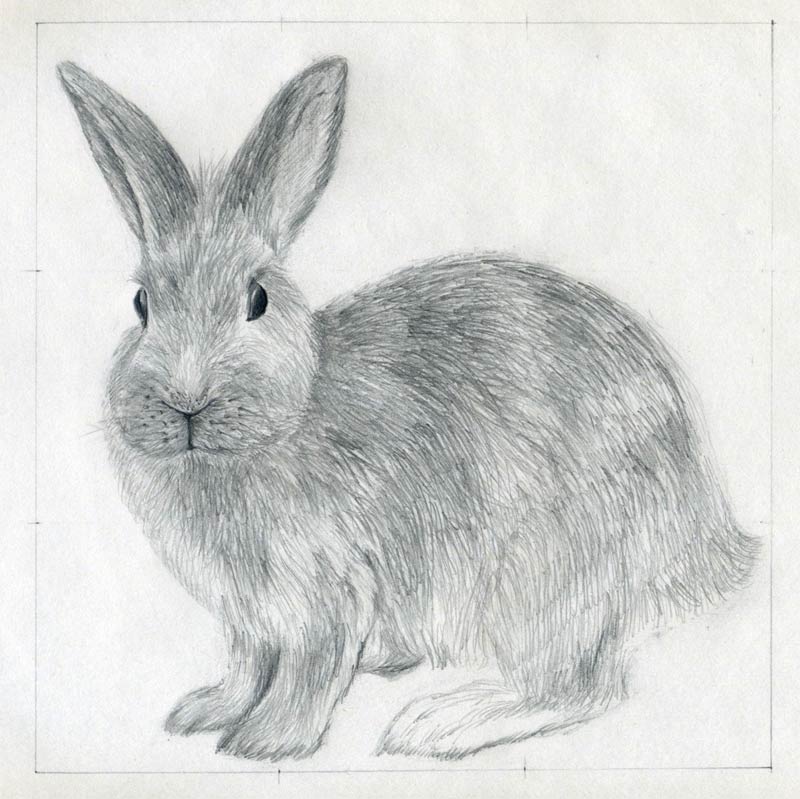 Bunny Rabbit Drawing Image