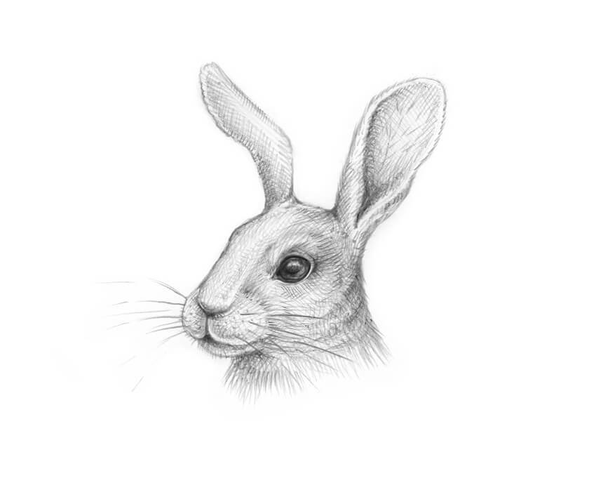 Bunny Rabbit Drawing Photo