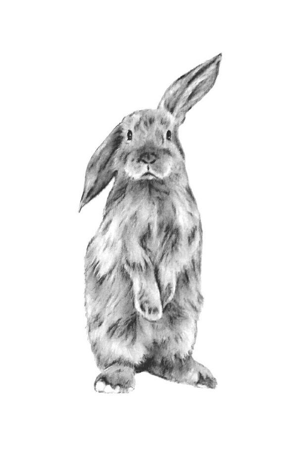 Bunny Rabbit Drawing Pic