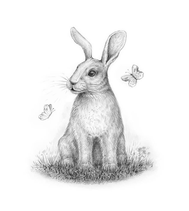 Bunny Rabbit Drawing Picture
