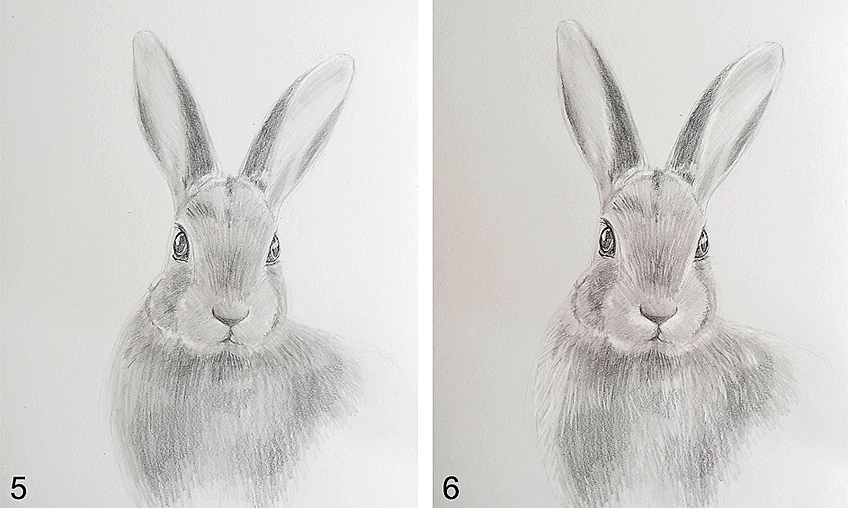 Bunny Rabbit Drawing Realistic