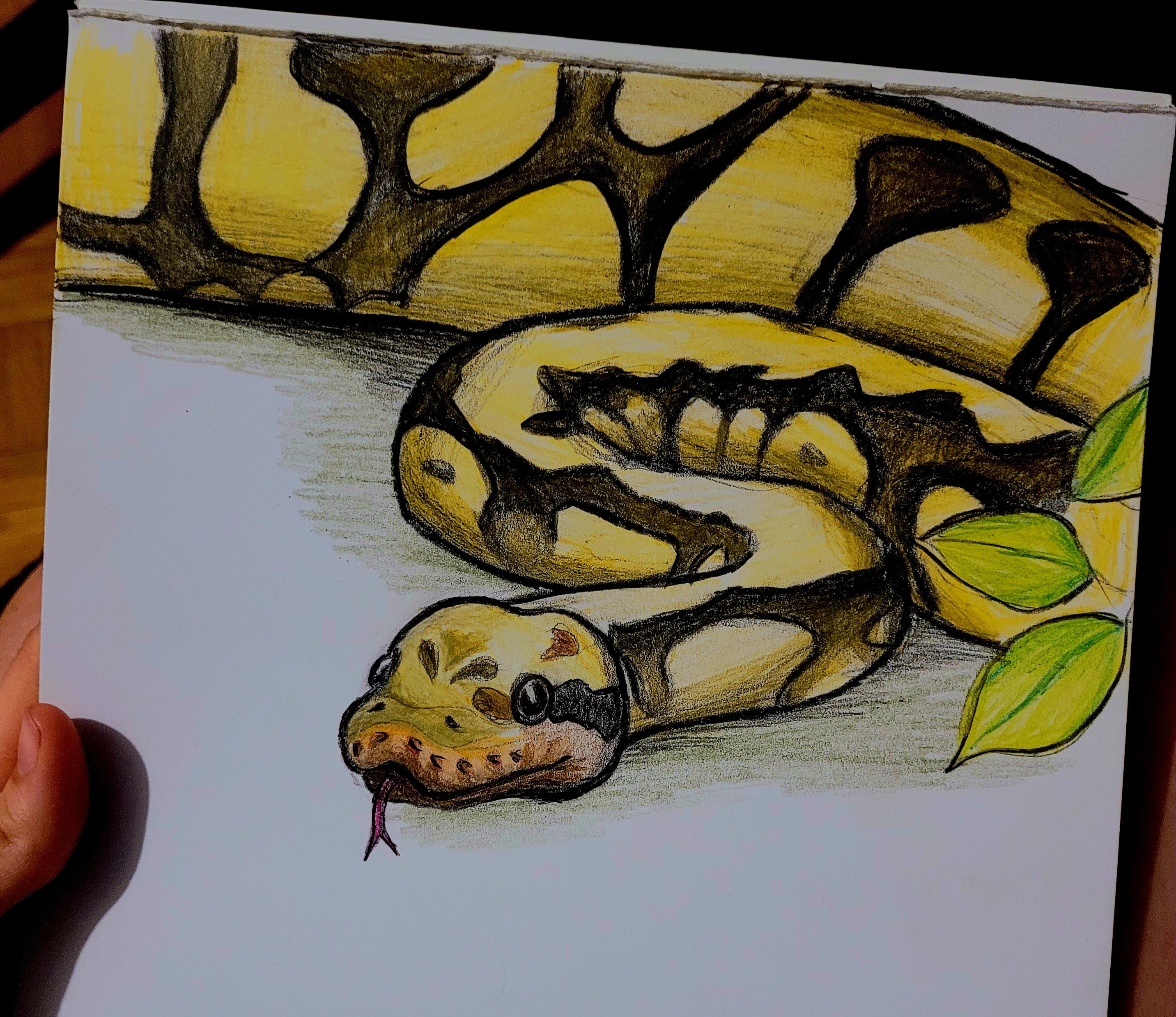 Burmese Python Drawing Amazing