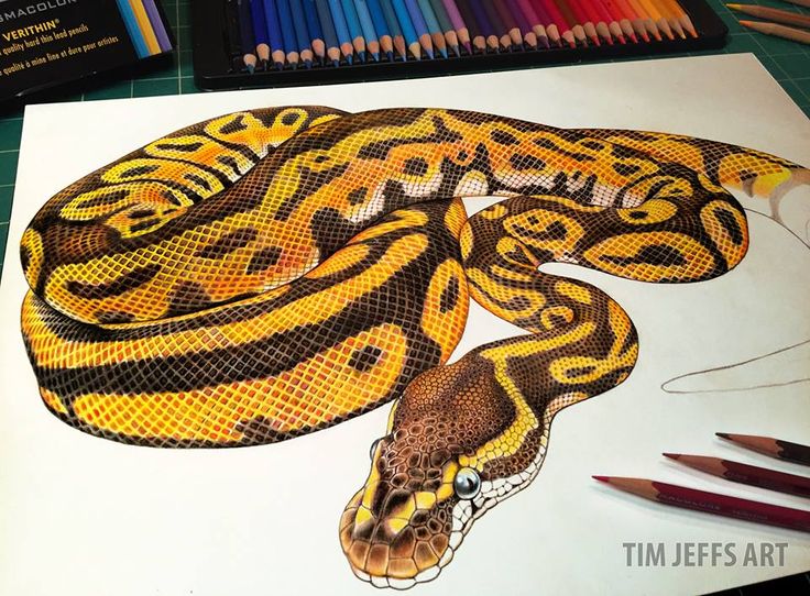 Burmese Python Drawing Creative Art