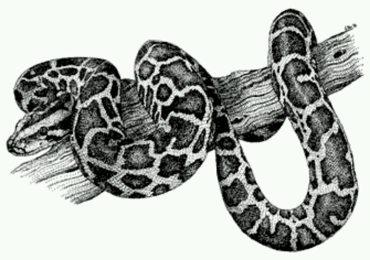 Burmese Python Drawing High-Quality