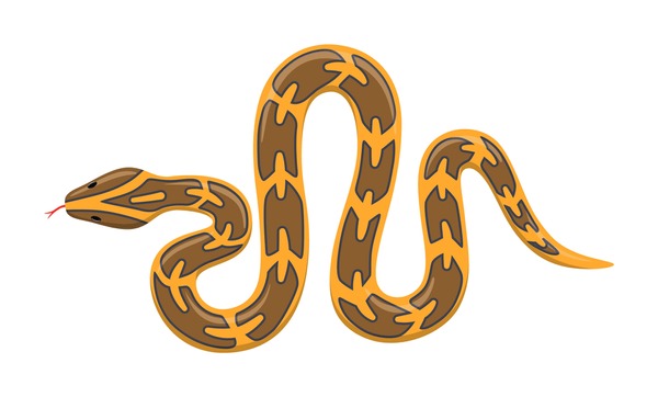 Burmese Python Drawing Image