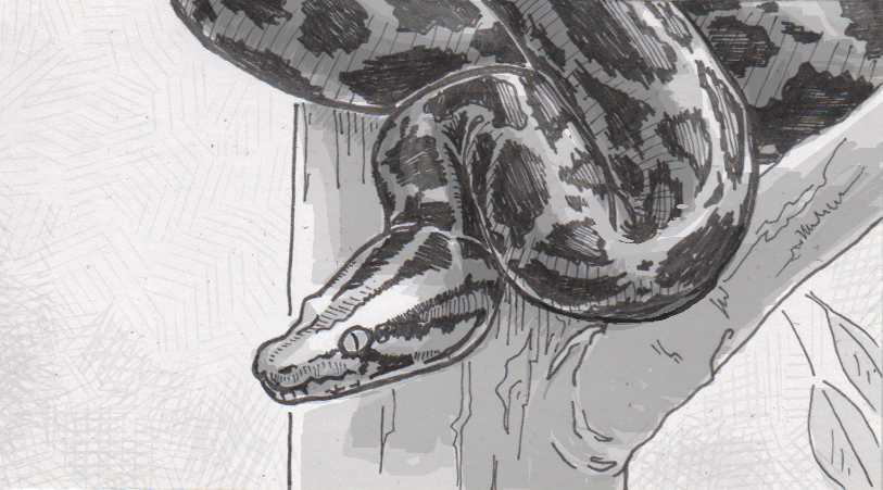 Burmese Python Drawing Photos