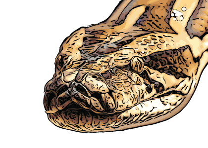 Burmese Python Drawing Pic