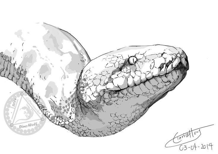 Burmese Python Drawing Picture