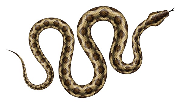 Burmese Python Drawing Pictures