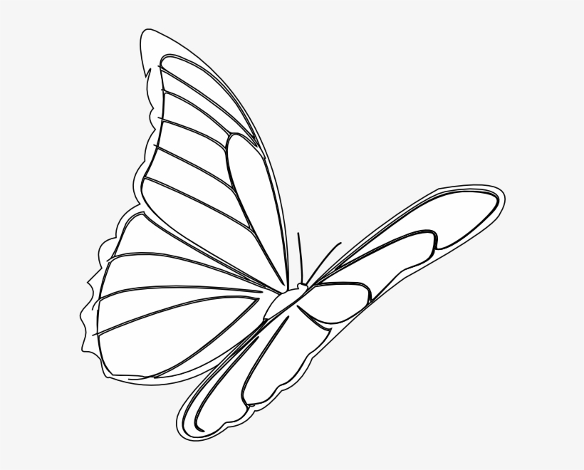 Butterflies Flying Drawing Art