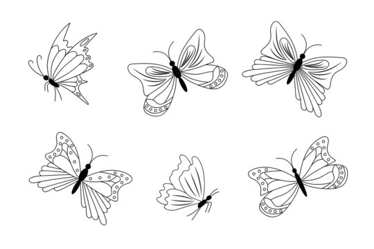 Butterflies Flying Drawing Image