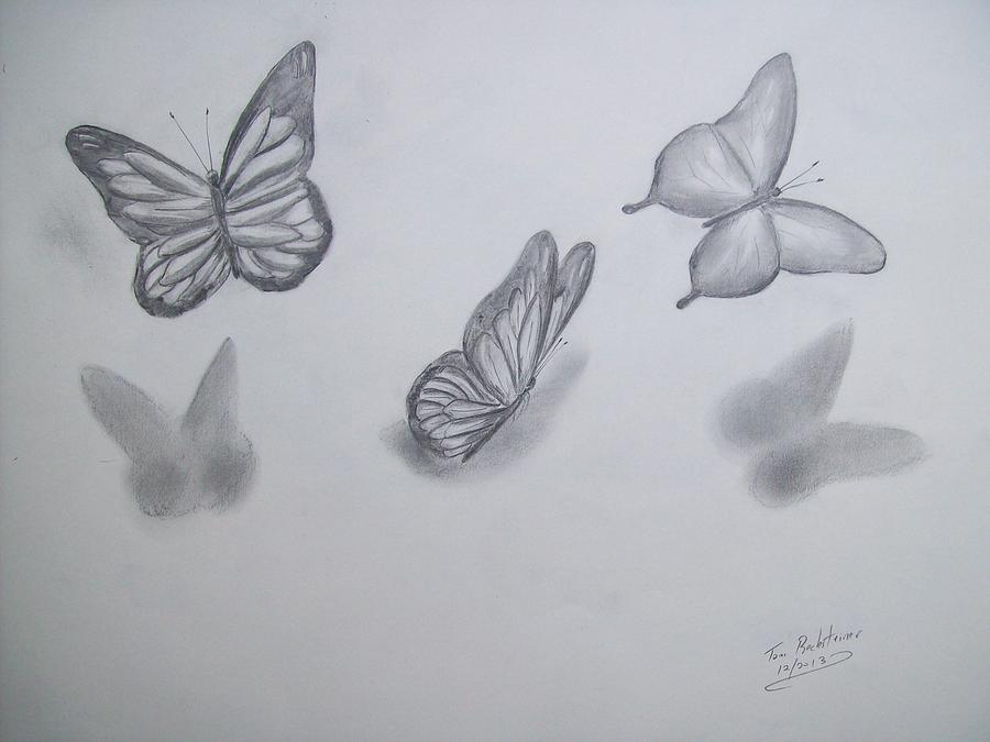 Butterflies Flying Drawing Photo