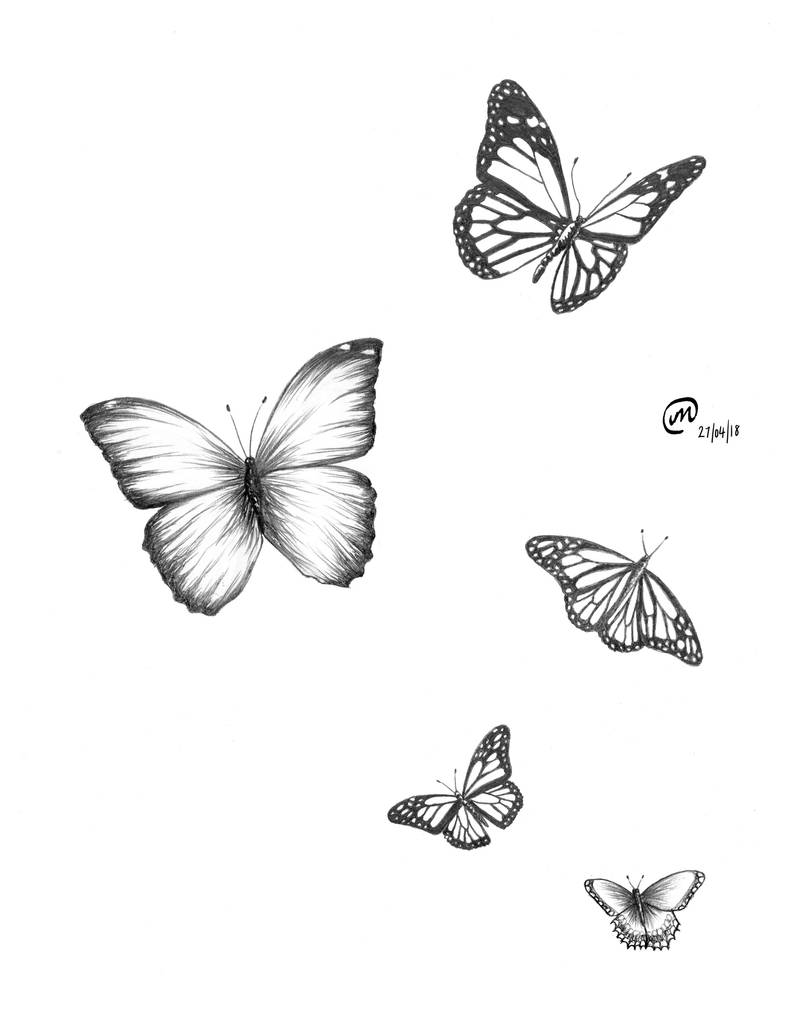 Butterflies Flying Drawing Picture