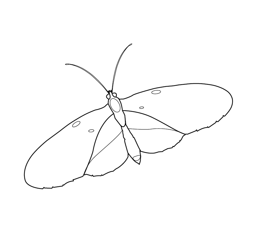 Butterflies Flying Drawing Realistic