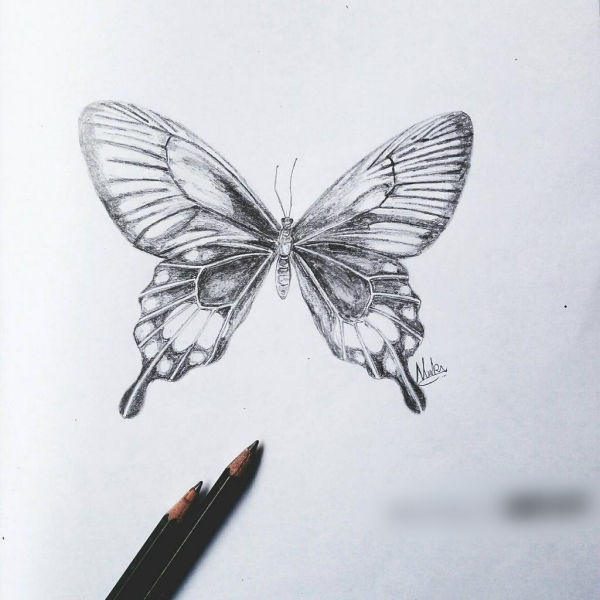 Butterflies Flying Drawing Sketch