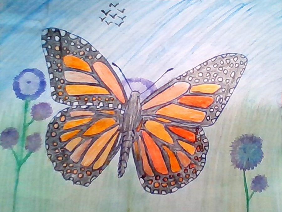Butterflies Flying Drawing