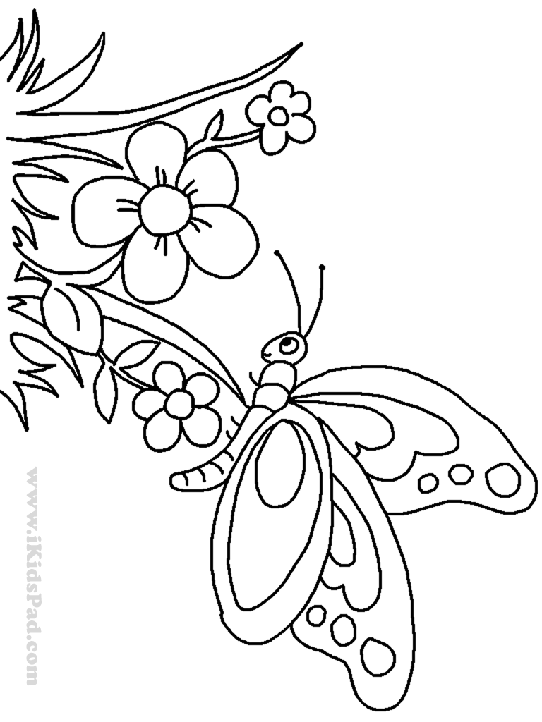 Butterflies and Flowers Art Drawing