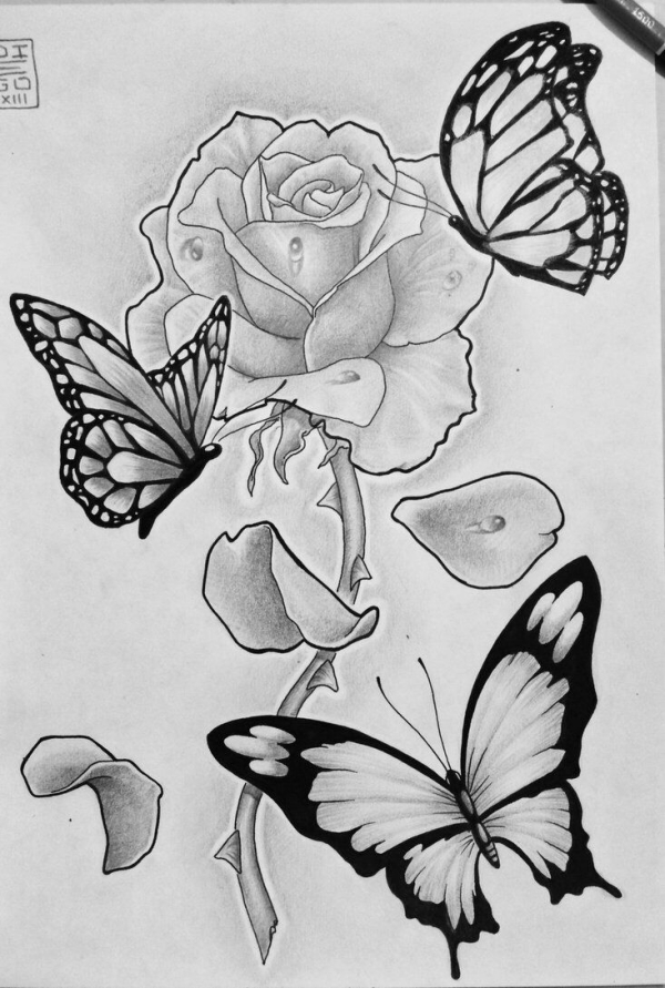 Butterflies and Flowers Drawing Beautiful Image