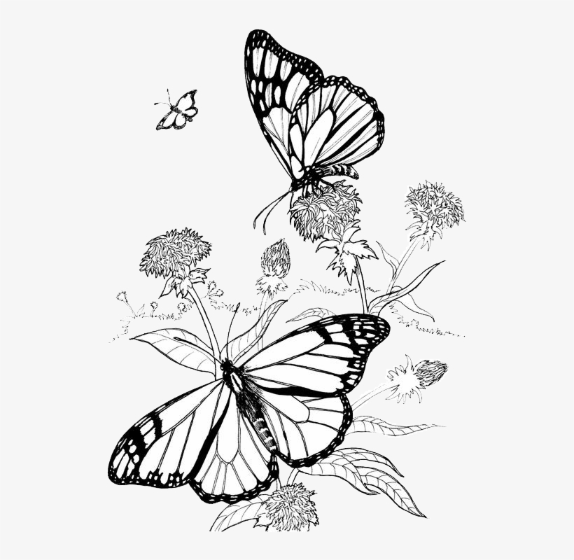 Butterflies and Flowers Drawing Creative Art