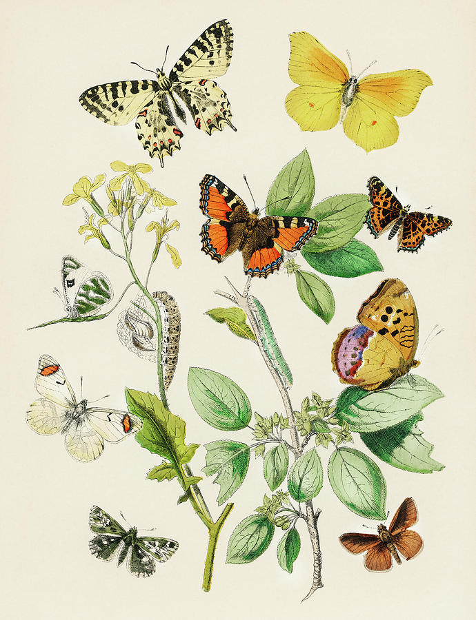 Butterflies and Flowers Drawing High-Quality
