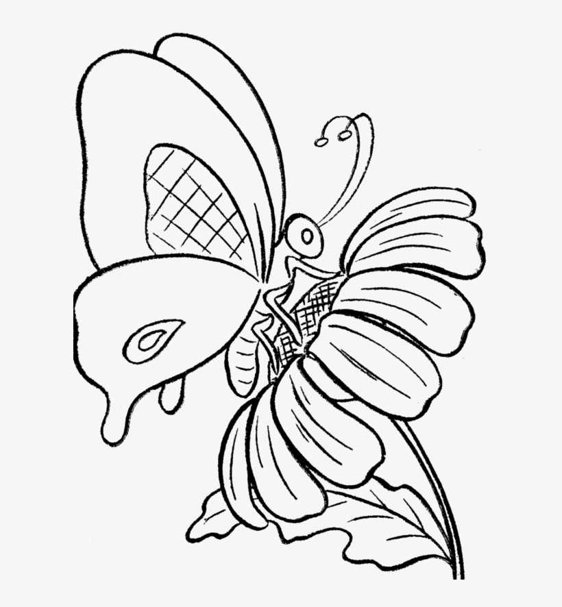 Butterflies and Flowers Drawing Image