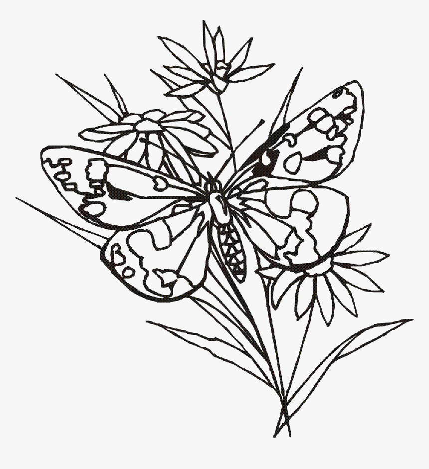 Butterflies and Flowers Drawing Sketch