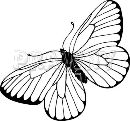 Butterfly Line Best Drawing