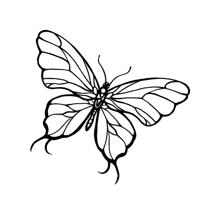 Butterfly Line Drawing Beautiful Image