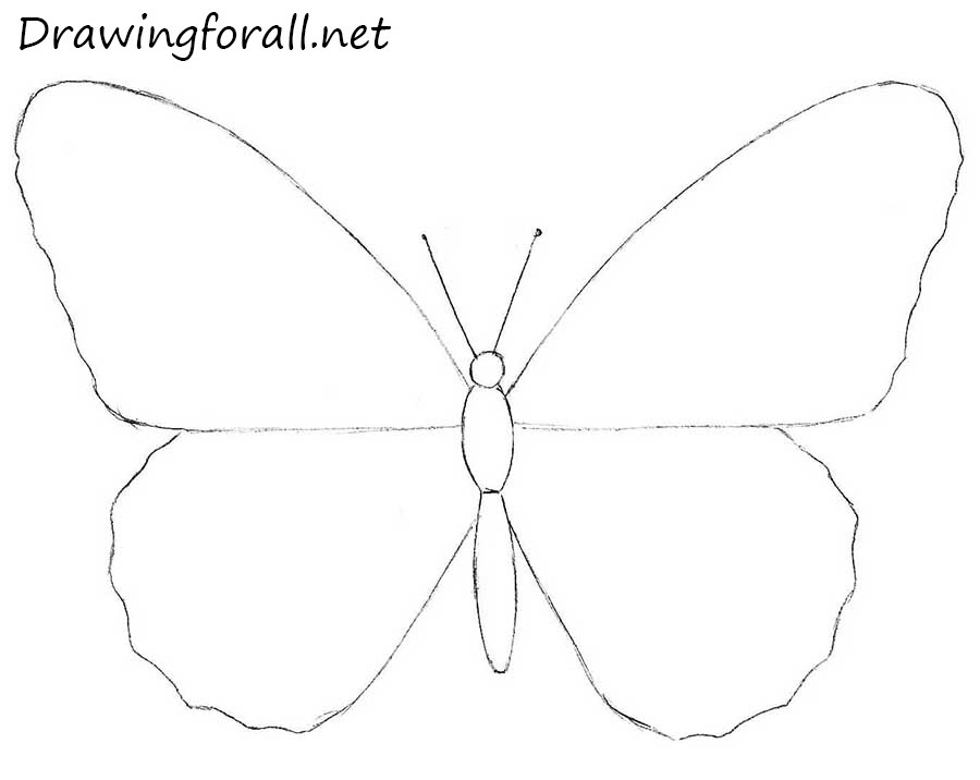 Butterfly Line Drawing Image