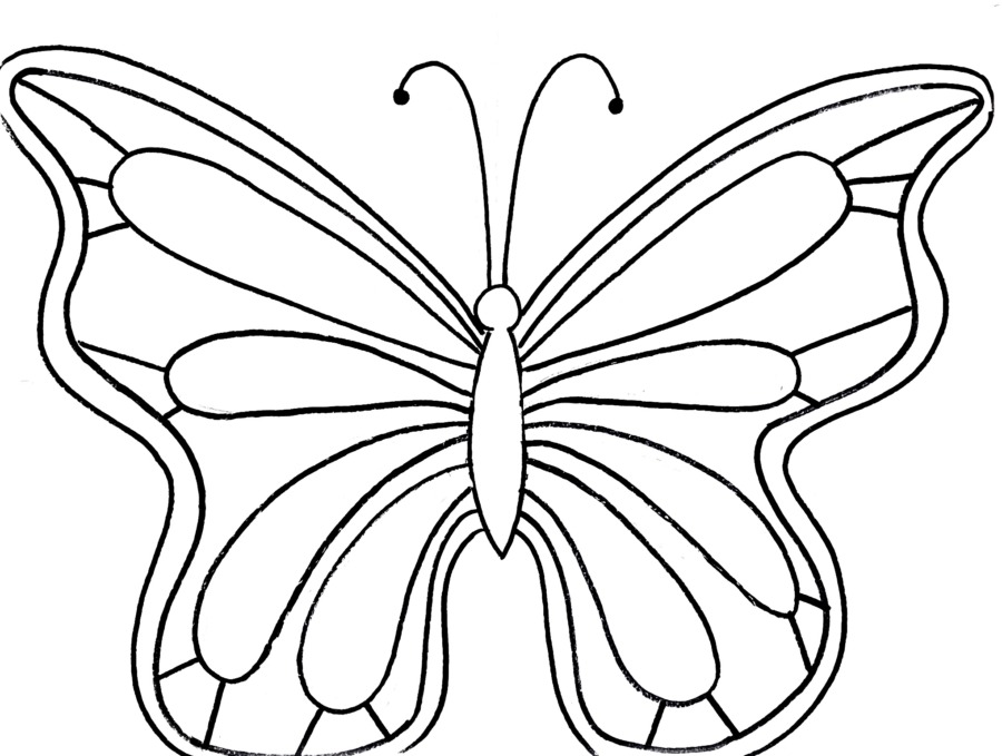 Butterfly Line Drawing Photo