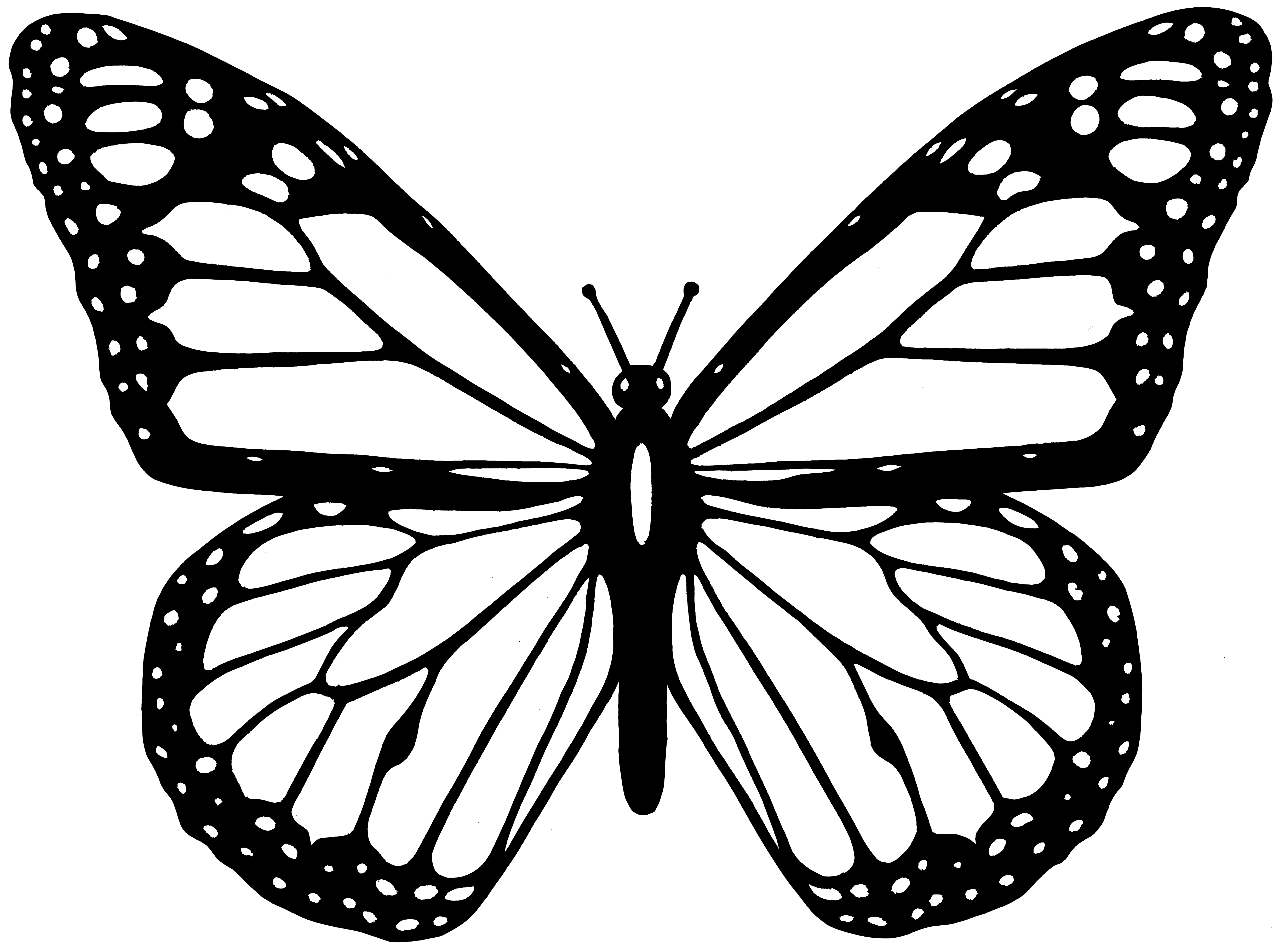 Butterfly Line Drawing Realistic