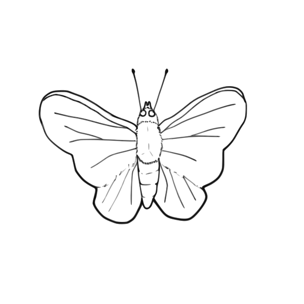 Butterfly Line Drawing