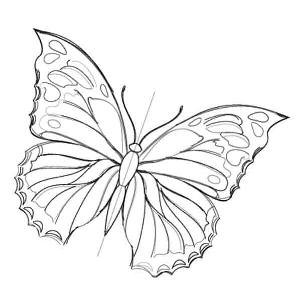 Butterfly Wings Drawing Amazing