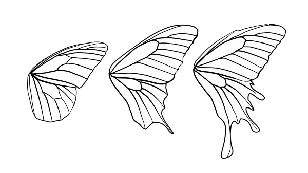 Butterfly Wings Drawing Art